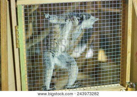 A Huddle Of Ring Tailed Lemurs Together