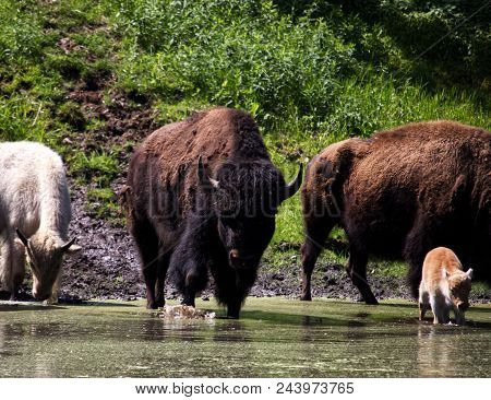 American Bison Family Walking To The Pond For Relief From The Hot Sun