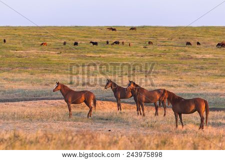 Wild Horses Grazing In A Meadow At Sunrise. Concept Freedom In Nature