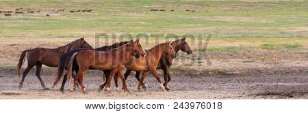 Wild Horses Grazing In A Meadow At Sunrise. Concept Freedom In Nature