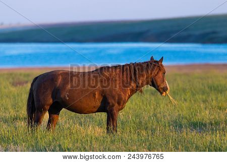 Wild Horses Grazing In A Meadow At Sunrise. Concept Freedom In Nature