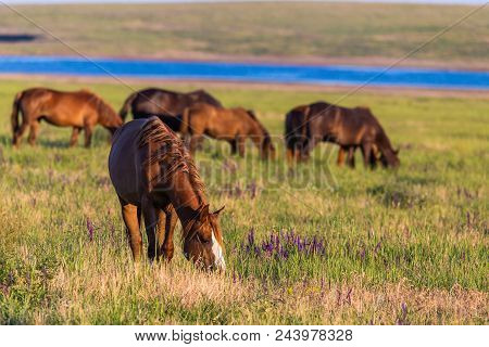 Wild Horses Grazing In A Meadow At Sunrise. Concept Freedom In Nature