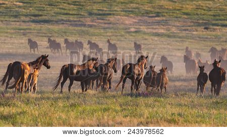 Wild Horses Graze In The Meadow At Sunset.