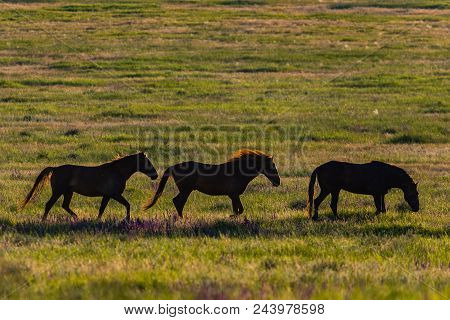 Wild Horses Graze In The Meadow At Sunset.
