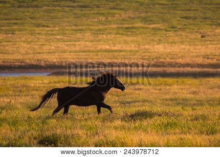 Wild Horses Graze In The Meadow At Sunset.