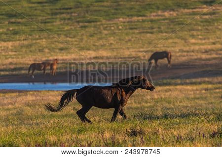 Wild Horses Graze In The Meadow At Sunset.
