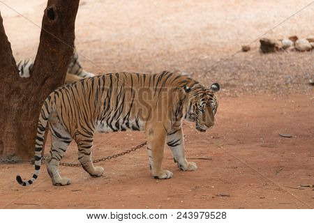 Royal Tiger Laying Chained On Stage For The Safety Of Tourists In The Open Zoo.