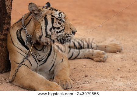 Royal Tiger Laying Chained On Stage For The Safety Of Tourists In The Open Zoo.
