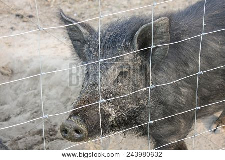 Female Wild Boar On The Eco Farm