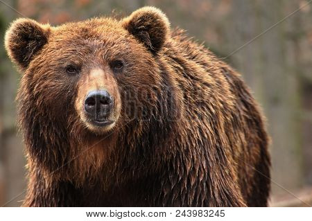 Animal From Class Ursine. Big Brown Bear In Forest. Beast Of Prey  In Nature.