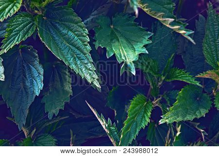 Leaves Of A Young Nettle Background Close-up