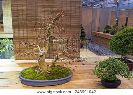 Bonsai - Japanese Maple (acer Palmatum). Age - About 50 Years. Exhibition Of Bonsai In Aptekarsky Og