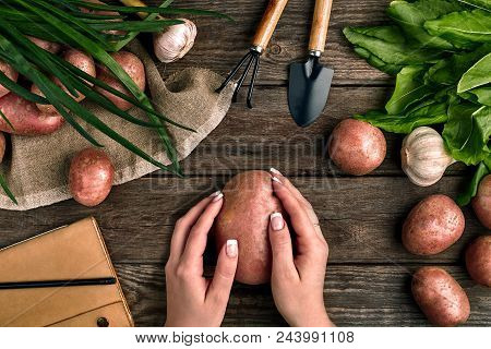 Large Potato In Female Hands, Top View On A Wooden Background With Garden Tools, Greens, Onions, Gar