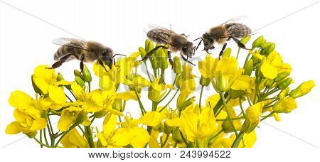 Rapeseed (colza) Brassica Napus  Flowers And Bees Isolated On White