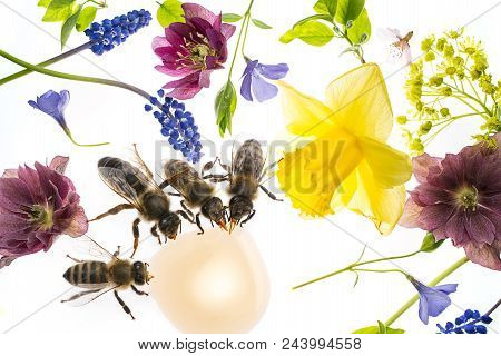 Rapeseed (colza) Brassica Napus  Flowers And Bees Isolated On White
