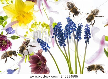 Rapeseed (colza) Brassica Napus  Flowers And Bees Isolated On White