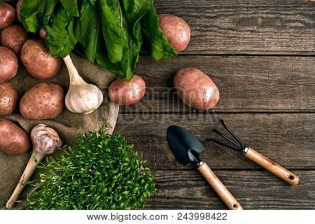Gardening Tools And Fresh Vegetables Over Wooden Background. Potatoes, Garlic, Green Onions And Sorr