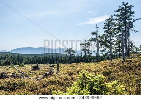 On Rychlebske Hory Mountains Near Brousek Hill On Czech - Polish Borders With Bilberry Shrubs, Trees