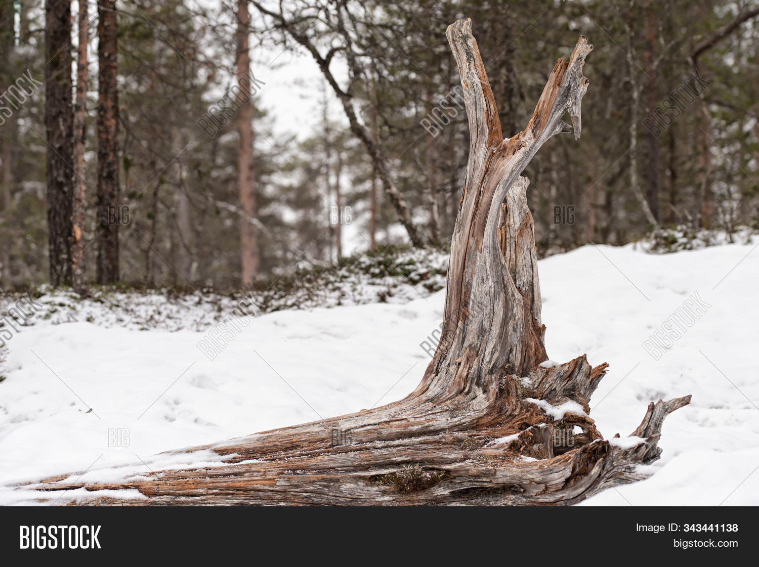 Large Driftwood Tree Image & Photo (Free Trial) Bigstock