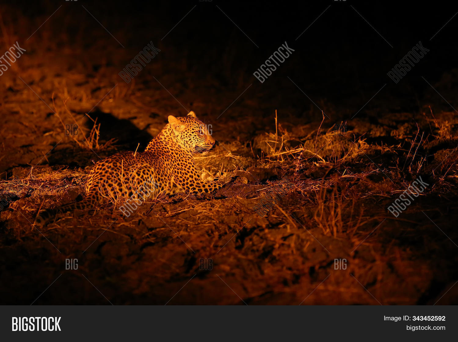 Get Wallpaper African Leopard Image Photo Free Trial Bigstock Free