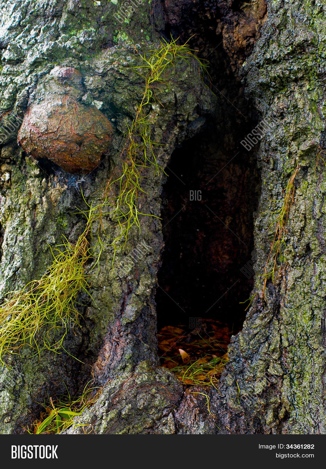 Tree Trunk Hole Image & Photo (Free Trial) Bigstock