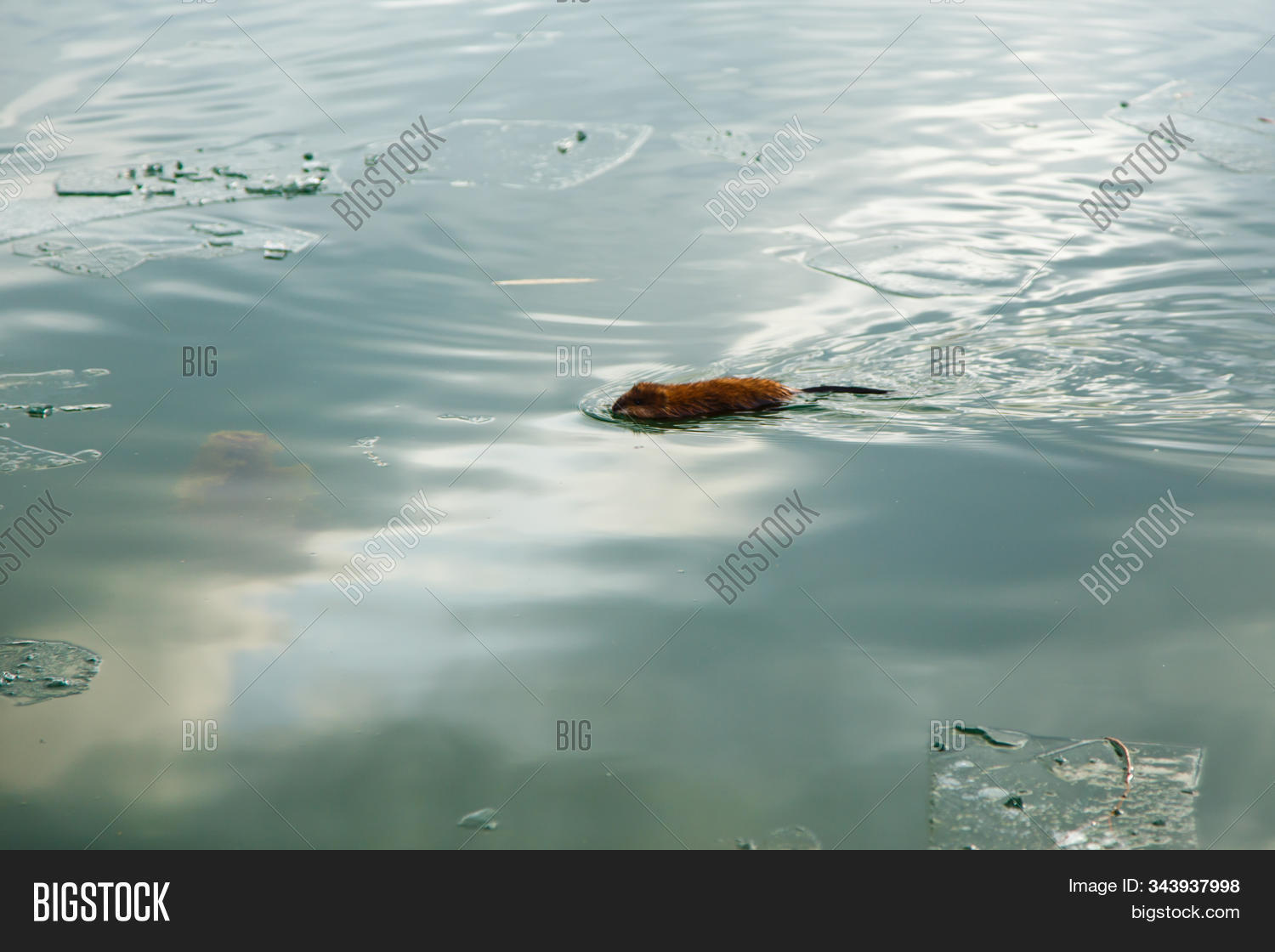 Otter Swimming Winter Image Photo Free Trial Bigstock