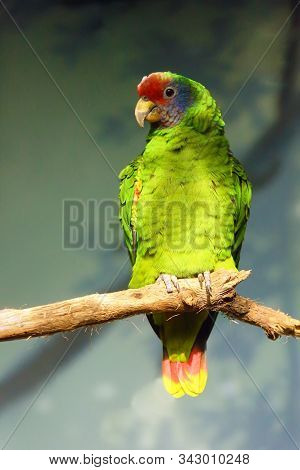 The Red-tailed Amazon (amazona Brasiliensis), Also Known As The Red-tailed Parrot Sitting On The Bra