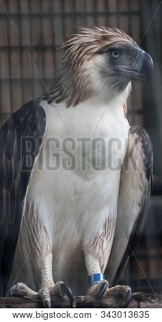 A Philippine Eagle Also Known As The Monkey-eating Eagle