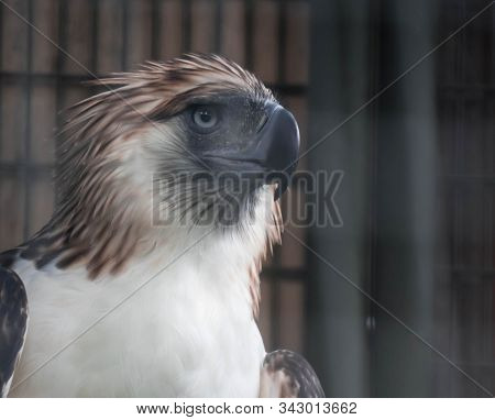 A Philippine Eagle Also Known As The Monkey-eating Eagle
