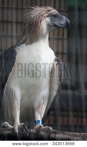 A Philippine Eagle Also Known As The Monkey-eating Eagle