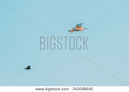 Belarus. Wild Birds Northern Lapwing Vanellus Vanellus And Great Egret Ardea Alba Flying In Sunset S