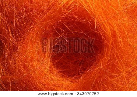The Picture Shows An Easternest With Orange Eastergrass
