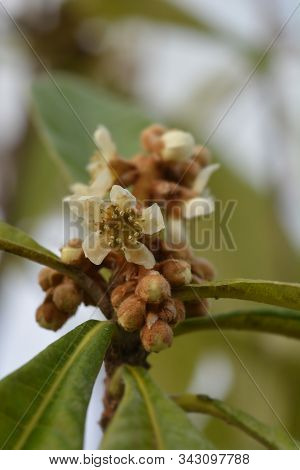 Japanese Medlar Flower Buds - Latin Name - Eriobotrya Japonica