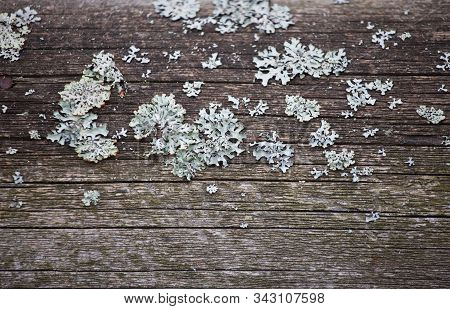Gray Shabby Wooden Plank Surface With Symbiotic Leaflike Lichen