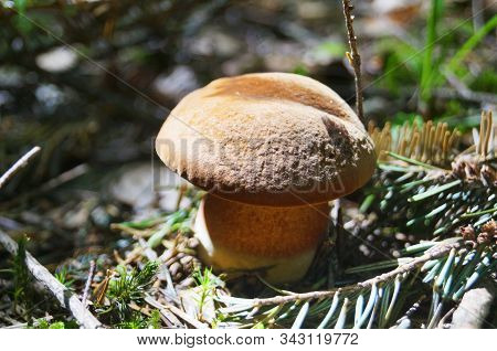 Mushroom Bolétus Erýthropus With A Brown Hat And A Yellow-red Leg In The Forest In Yellow Leaves And
