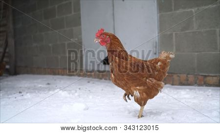 Red Fat Chicken Stands In The Snow. Free Range Chicks Are Fighting For A Position In The Sun On A Co
