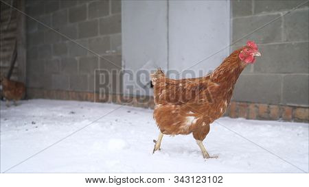 Red Fat Chicken Stands In The Snow. Free Range Chicks Are Fighting For A Position In The Sun On A Co