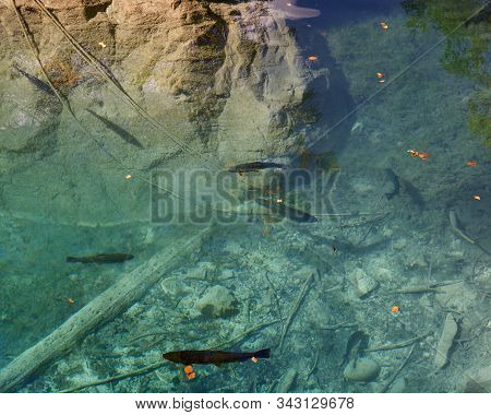 Trouts Swimming In Crystal Clear Mountain Lake Blausee In Swiss Bernese Oberland