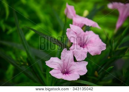 Ruellia Flower (purple Flower Isolated) - Close Up Detail Of Ruellia Flowers, Ruellia Flower Isolati