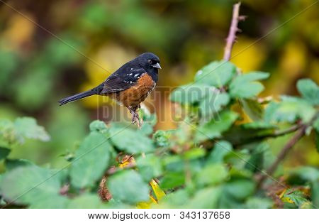 A Spotted Towhee 