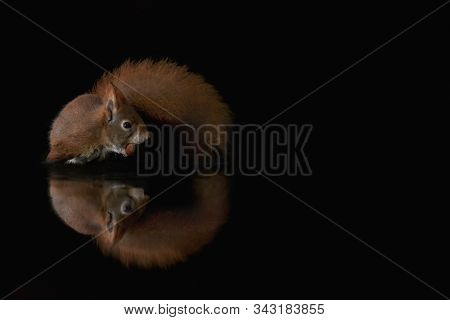 Beautiful Eurasian Red Squirrel (sciurus Vulgaris) Eating A Hazelnut In A Pool Of Water  In The Fore
