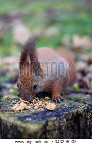 A Little  Rodent Is Looking Around For Food. Squirrel Is Eating Nuts.
Cute Chipmunk Is Feed  On Grou