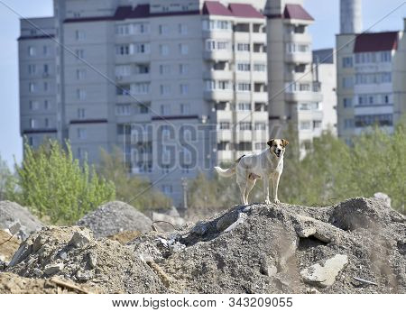 A Stray Large Dog Lonely On The Outskirts Of Town In An Abandoned Construction Site. Background