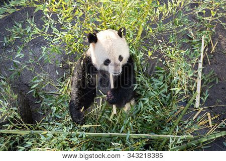 Copenhagen, Denmark - January 04, 2020: A Panda Eating Bambus In The Outdoor Area In Copenhagen Zoo
