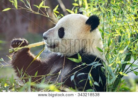 Copenhagen, Denmark - January 04, 2020: A Panda Eating Bambus In The Outdoor Area In Copenhagen Zoo