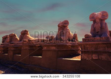 Foreground Of A Camel Dromedar Against The Backdrop Of The Great Pyramids, View Of The Sunset Sky In