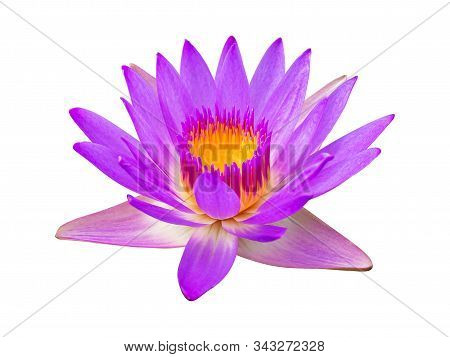 Purple Violet Lotus Flower Or Water Lily Isolated On White Background.
