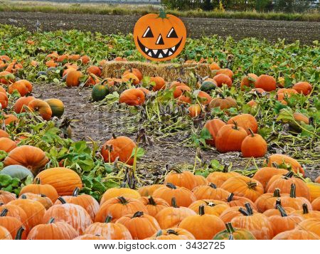 Pumpkin Patch