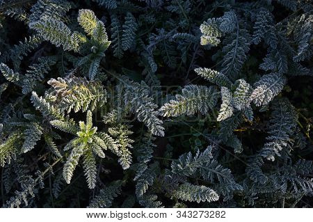 Frozen Green Leaf Background Leaves Texture, Details