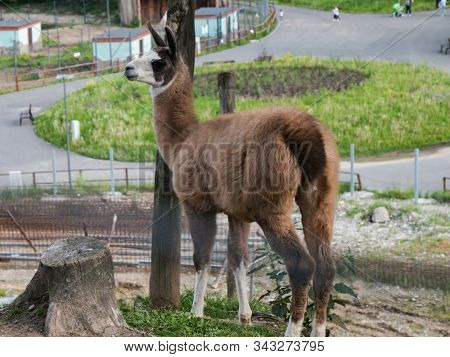 Lama Walking Free At A Farm In The Natioanal Park